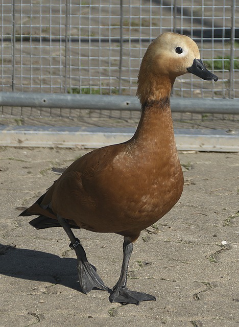 大问题
