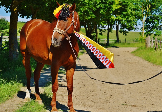 公牛队用精 公牛队用精